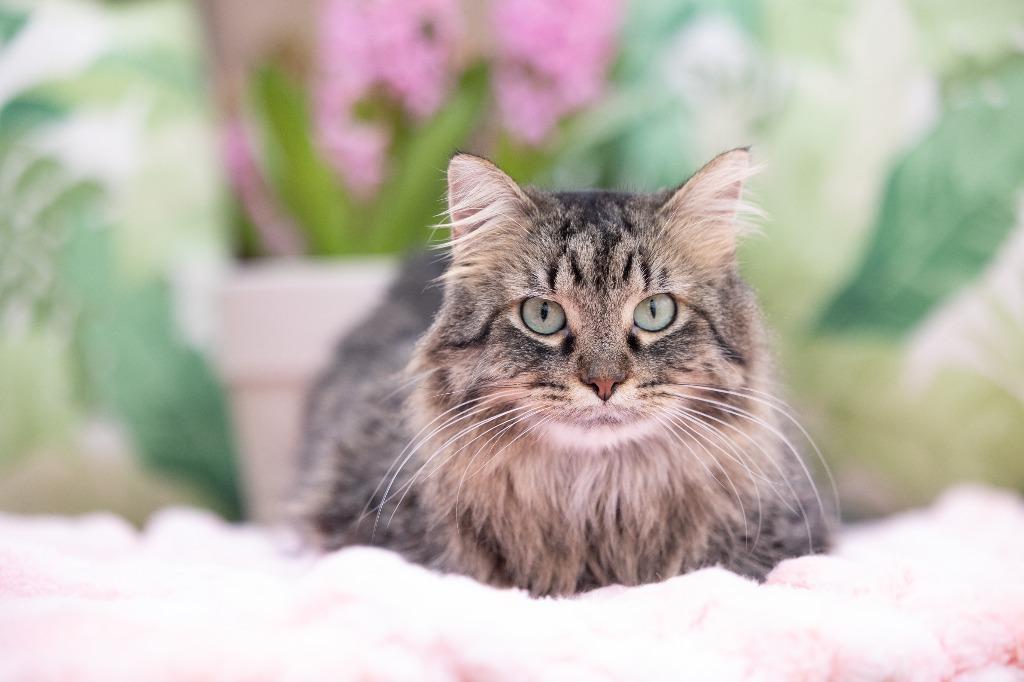 Enlarge Darling Dixie / Mister (FIV+), a Adoptable mixed breed in Minneapolis, MN image 5/6