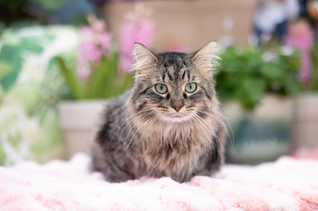 Enlarge Darling Dixie / Mister (FIV+), a Adoptable mixed breed in Minneapolis, MN image 6/6