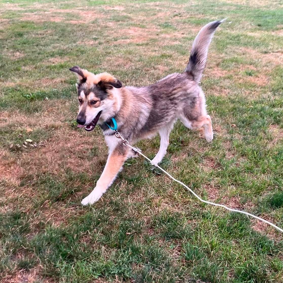 Enlarge Wilson, a Adoptable mixed breed in Grand Forks, ND image 2/2