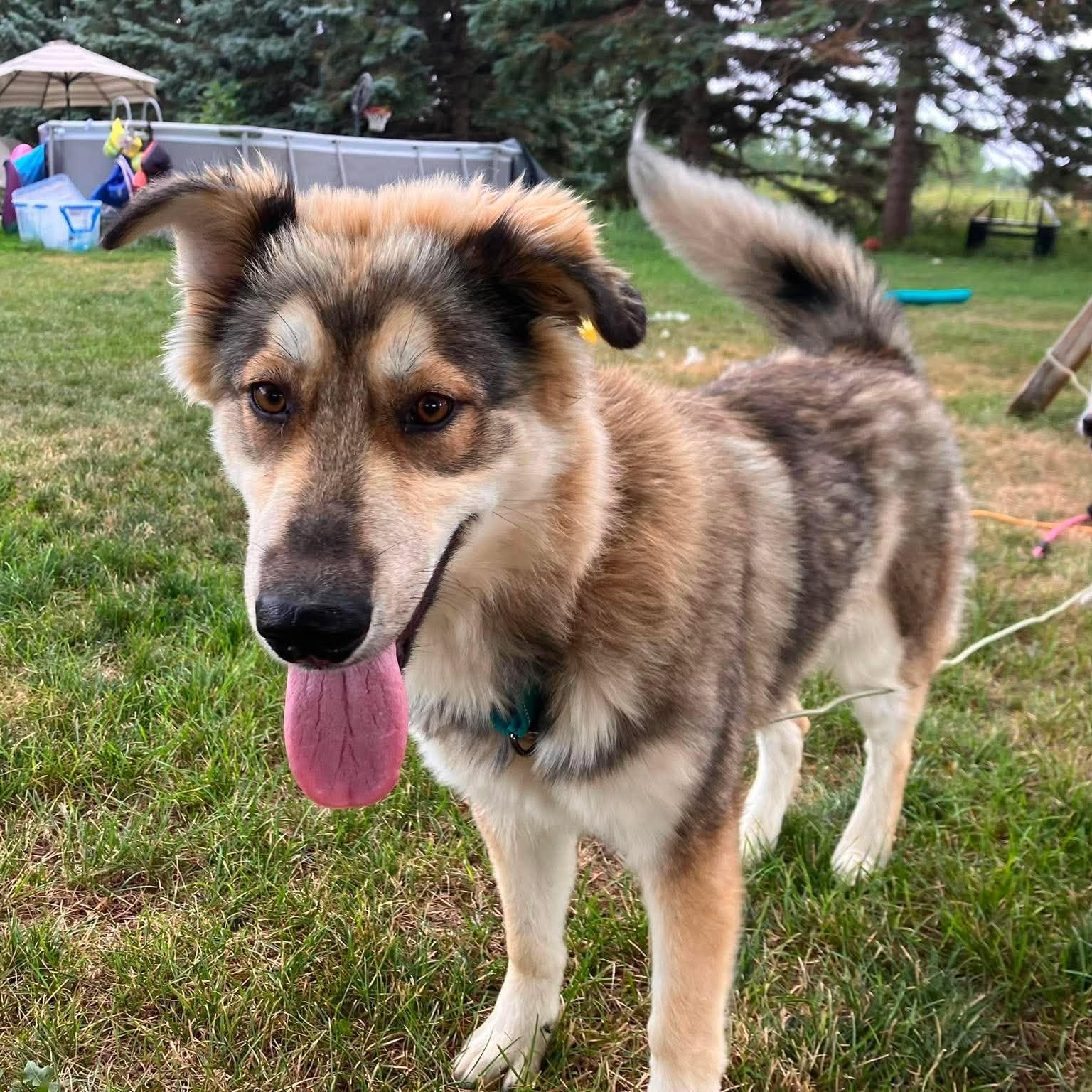 Wilson, Adoptable, Adult Male Shepherd.