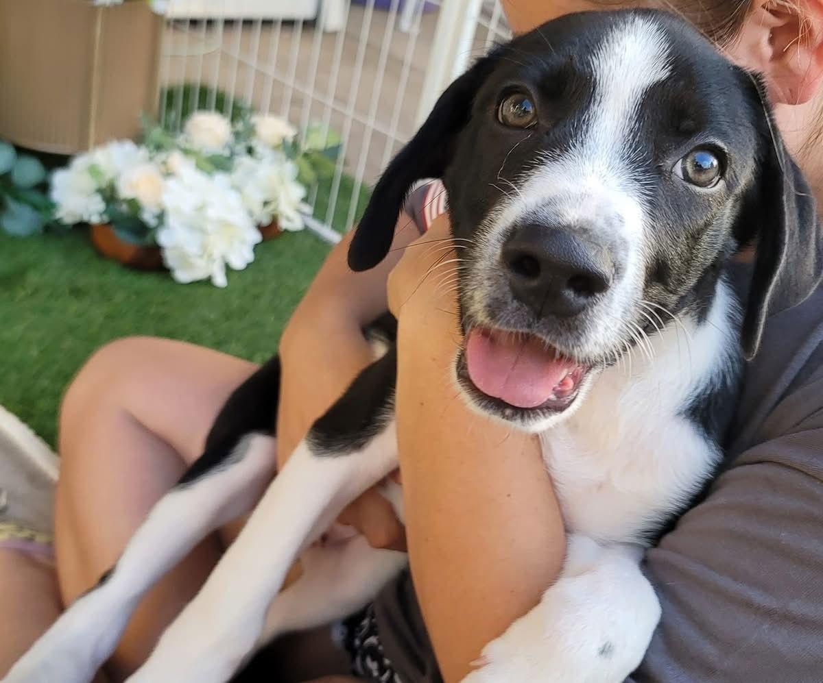 Enlarge Humphry, a Adoptable mixed breed in Eugene, OR image 3/6