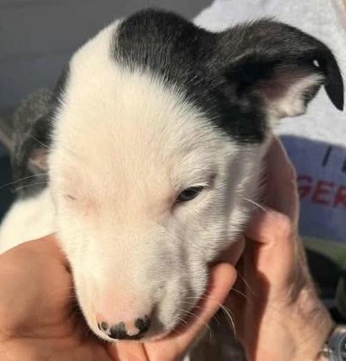 Serrano, ADOPTABLE, Puppy Male Mixed Breed.