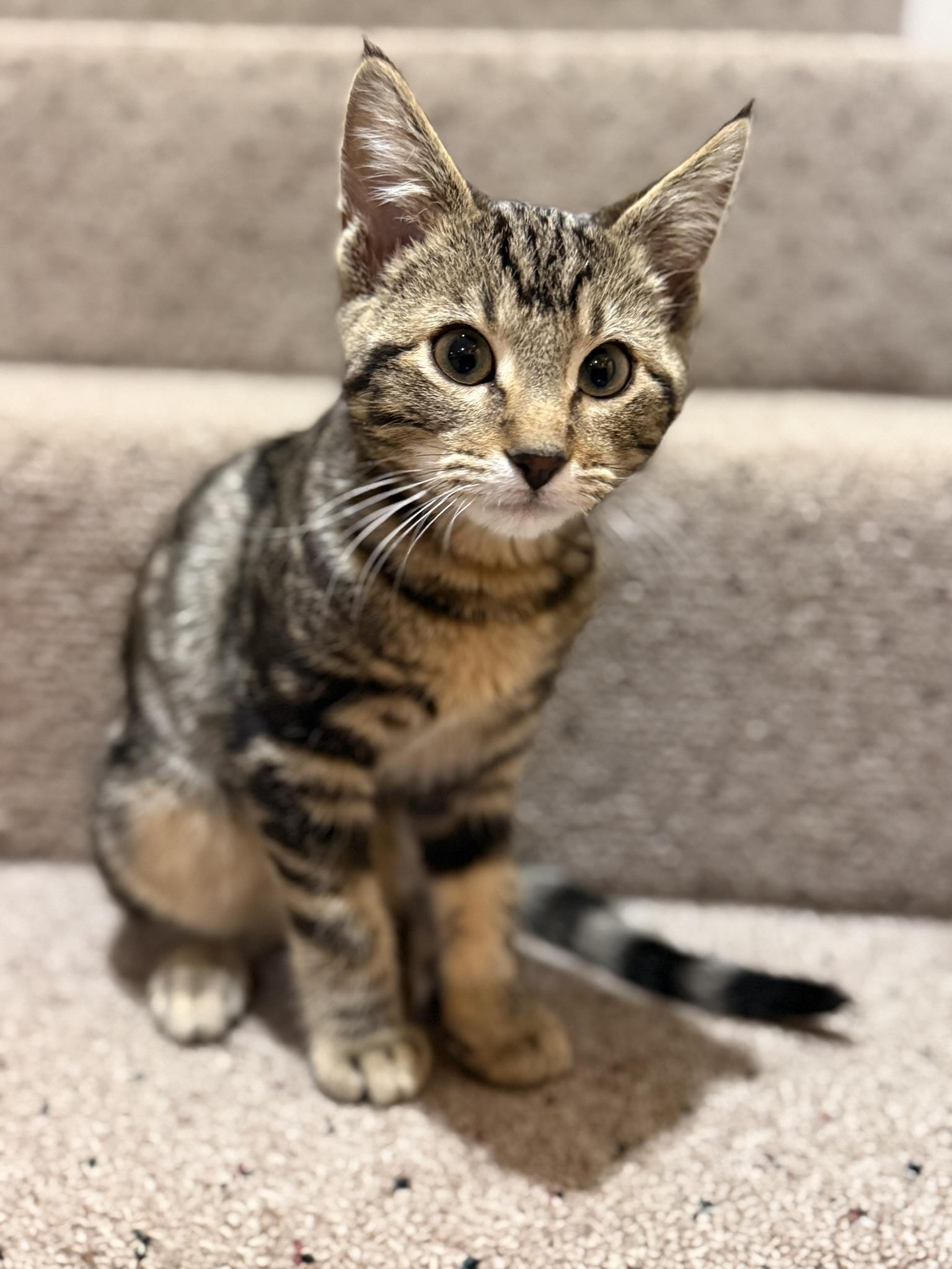 Enlarge Charles, an adopted Domestic Short Hair in Overland Park, KS image 1/2