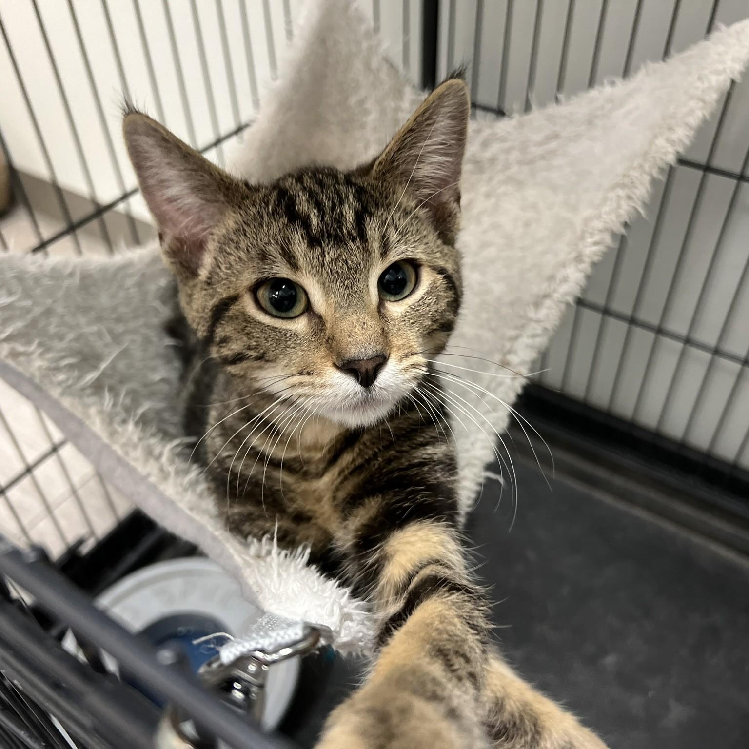 Enlarge Charles, an adopted Domestic Short Hair in Overland Park, KS image 2/2