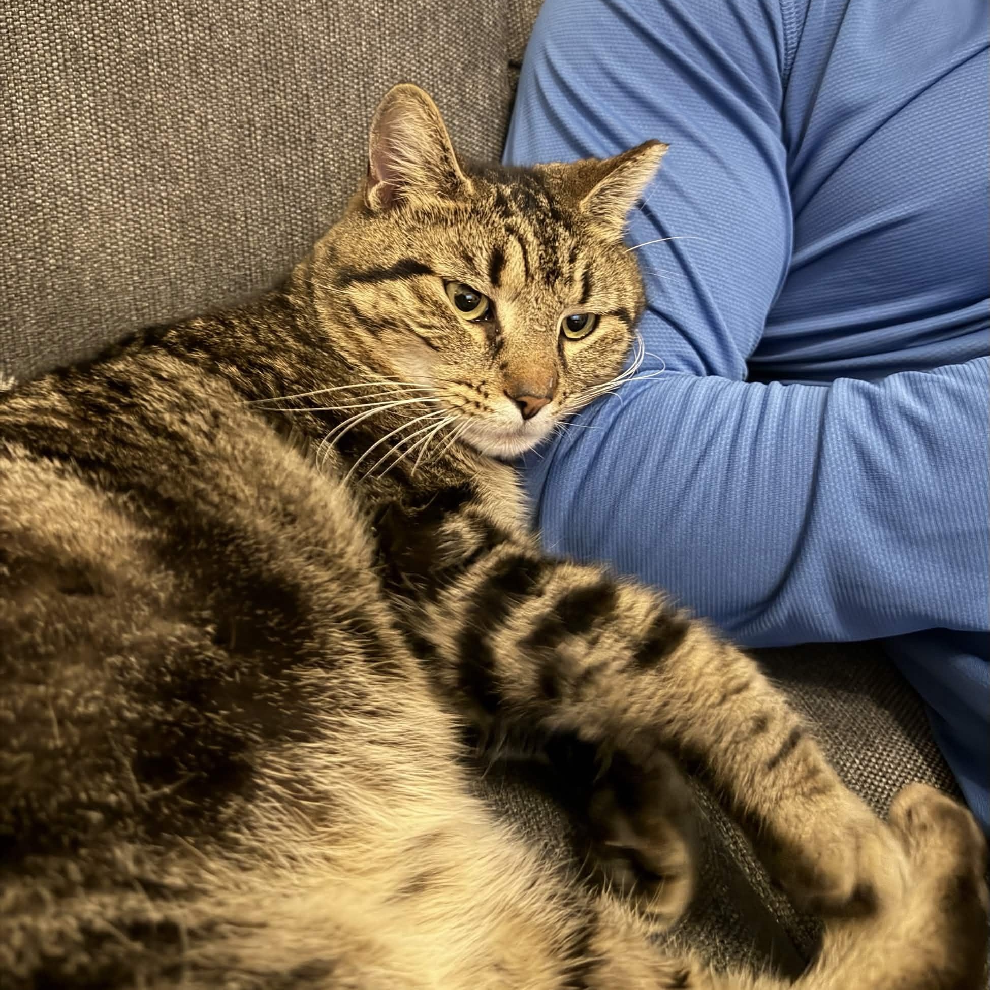 Johnny (FIV), Adoptable, Adult Male American Shorthair.