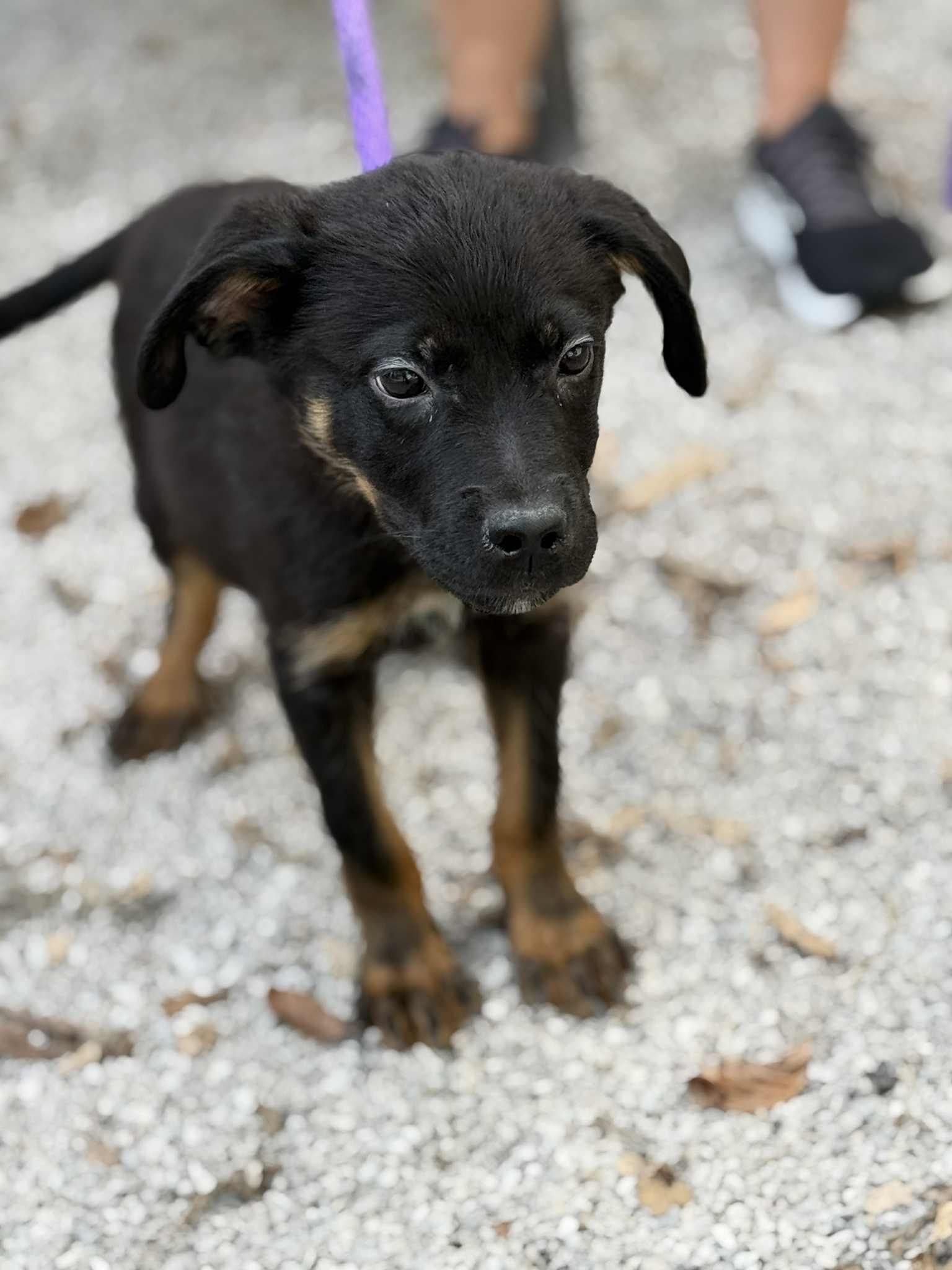 Larry (in a FOSTER home)