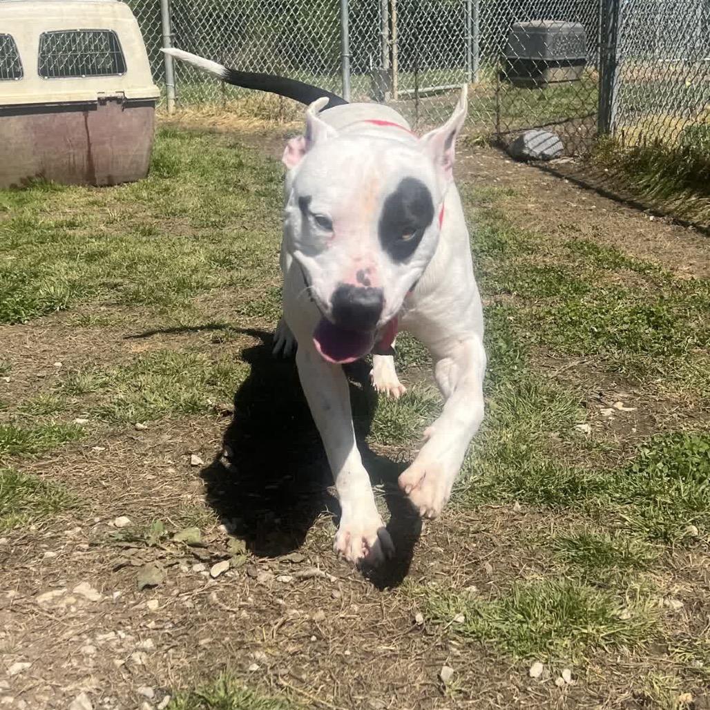 Petrie, a Adoptable Mixed Breed in Columbiana, AL image 1/5