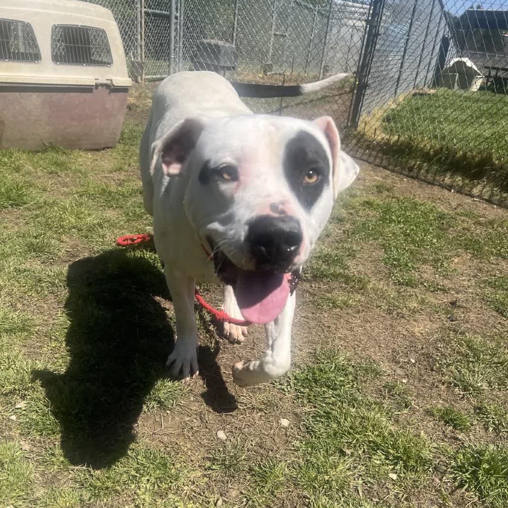 Petrie, a Adoptable Mixed Breed in Columbiana, AL image 2/5