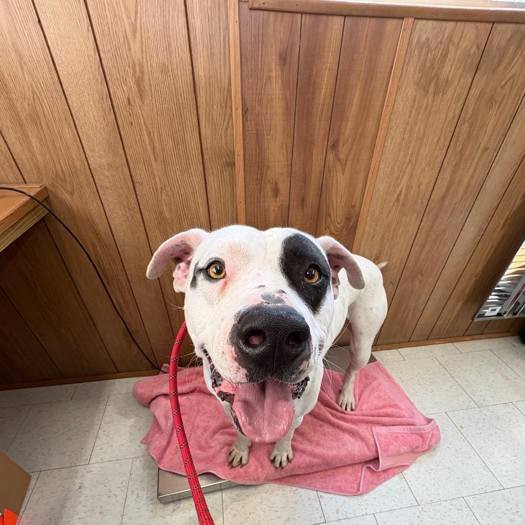 Petrie, a Adoptable Mixed Breed in Columbiana, AL image 3/5