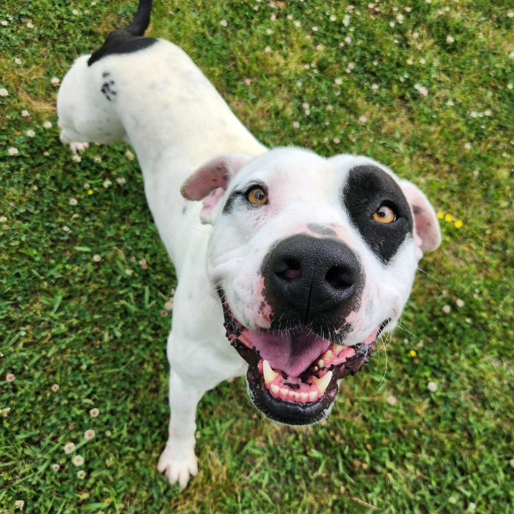 Enlarge Petrie, a Adoptable Mixed Breed in Columbiana, AL image 4/6