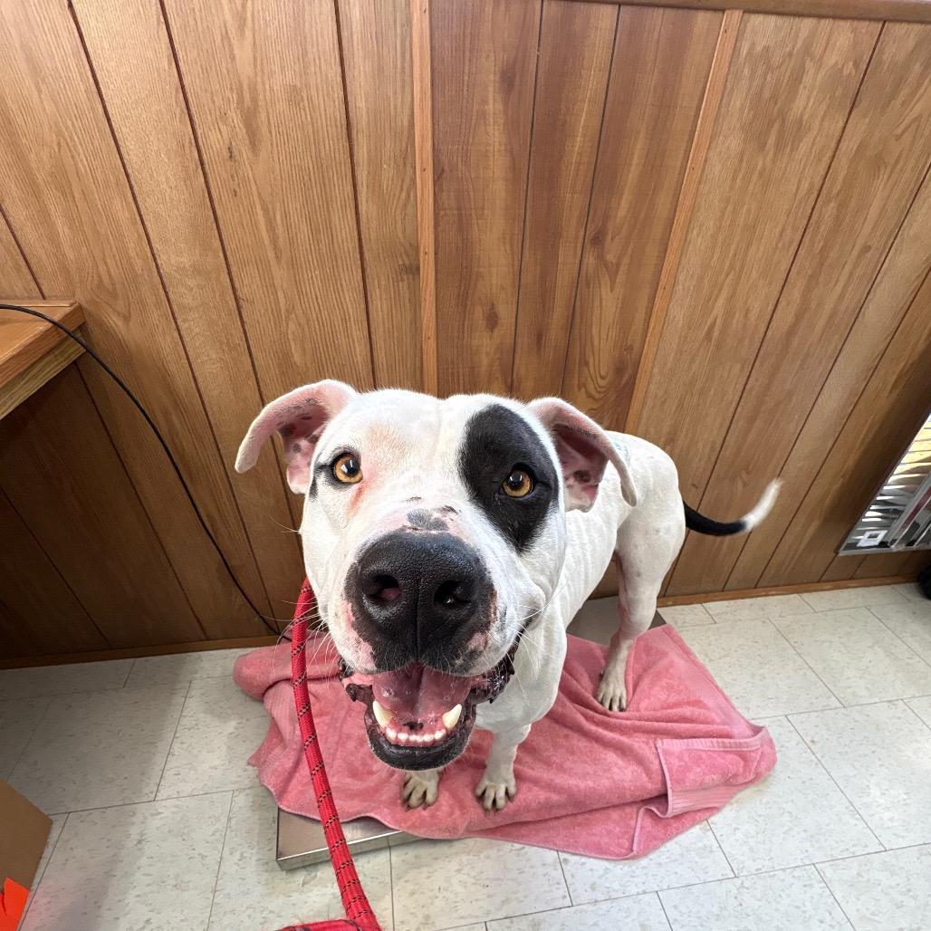 Petrie, a Adoptable Mixed Breed in Columbiana, AL image 4/5