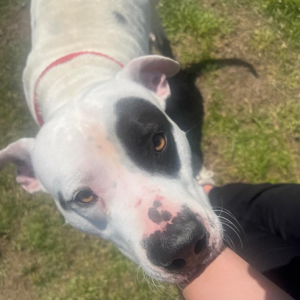 Petrie, a Adoptable Mixed Breed in Columbiana, AL image 5/5