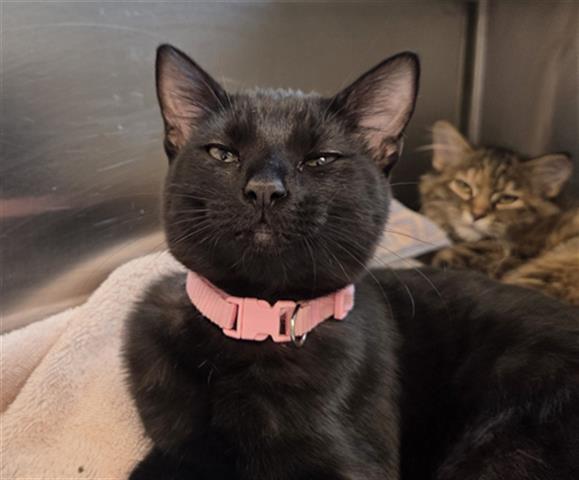 Enlarge AURA, a Adoptable Domestic Short Hair in Brighton, CO image 1/1