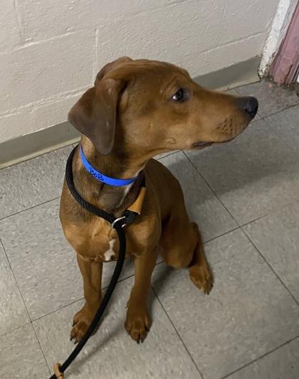 Bob, Adoptable, Puppy Male Doberman Pinscher & Mixed Breed.