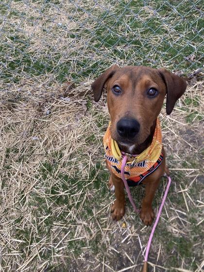 Enlarge Bob, a Adoptable mixed breed in Hobart, IN image 2/3