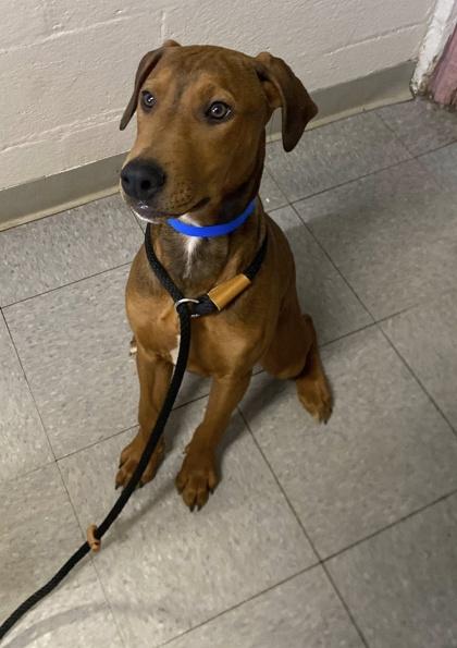 Enlarge Bob, a Adoptable mixed breed in Hobart, IN image 3/3