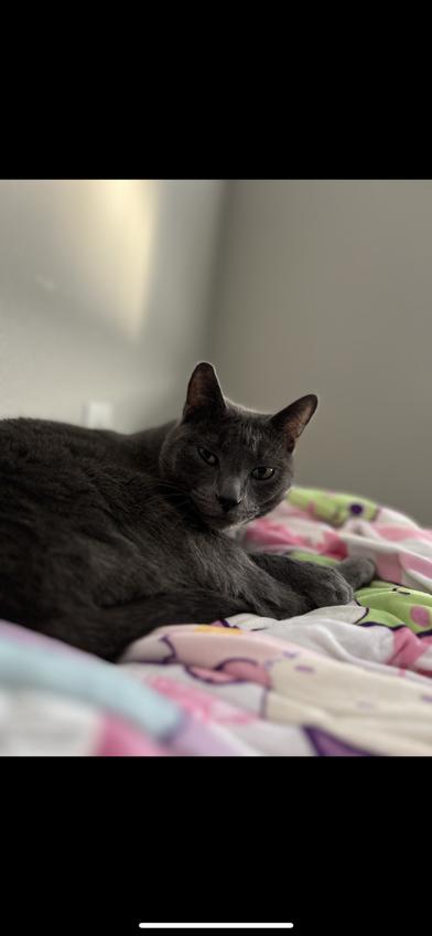 Squeakerz & Ash, Adoptable, Adult Male Russian Blue & Domestic Short Hair.
