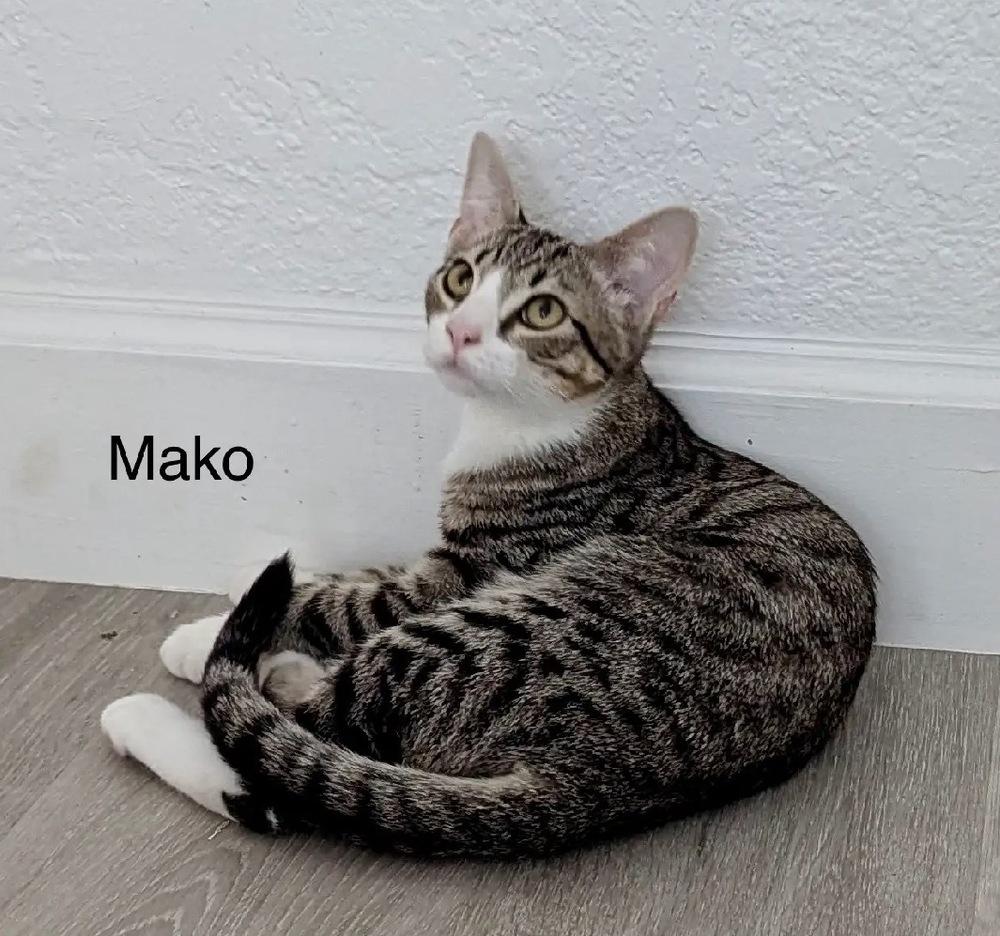 Mako, Adoptable, Kitten Male Domestic Short Hair.