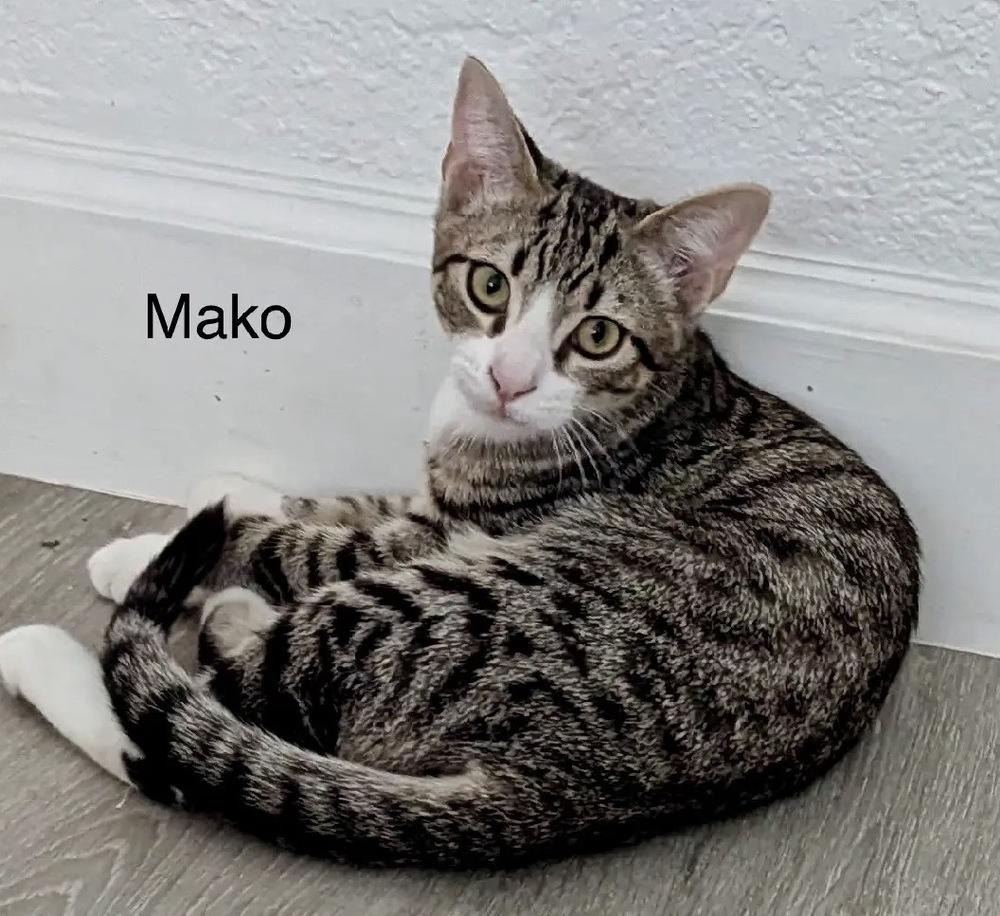 Mako, a Adoptable Domestic Short Hair in Safety Harbor, FL image 2/2