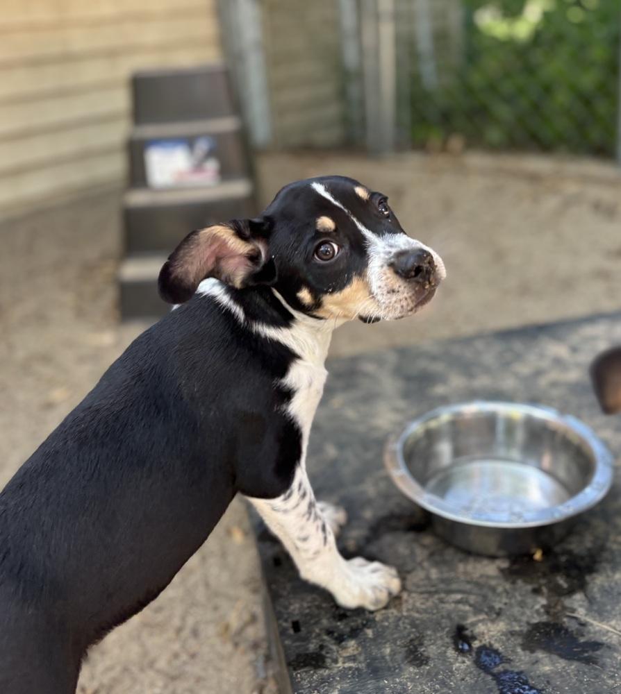 Wyatt - 26082, Adoptable, Puppy Male Cattle Dog.