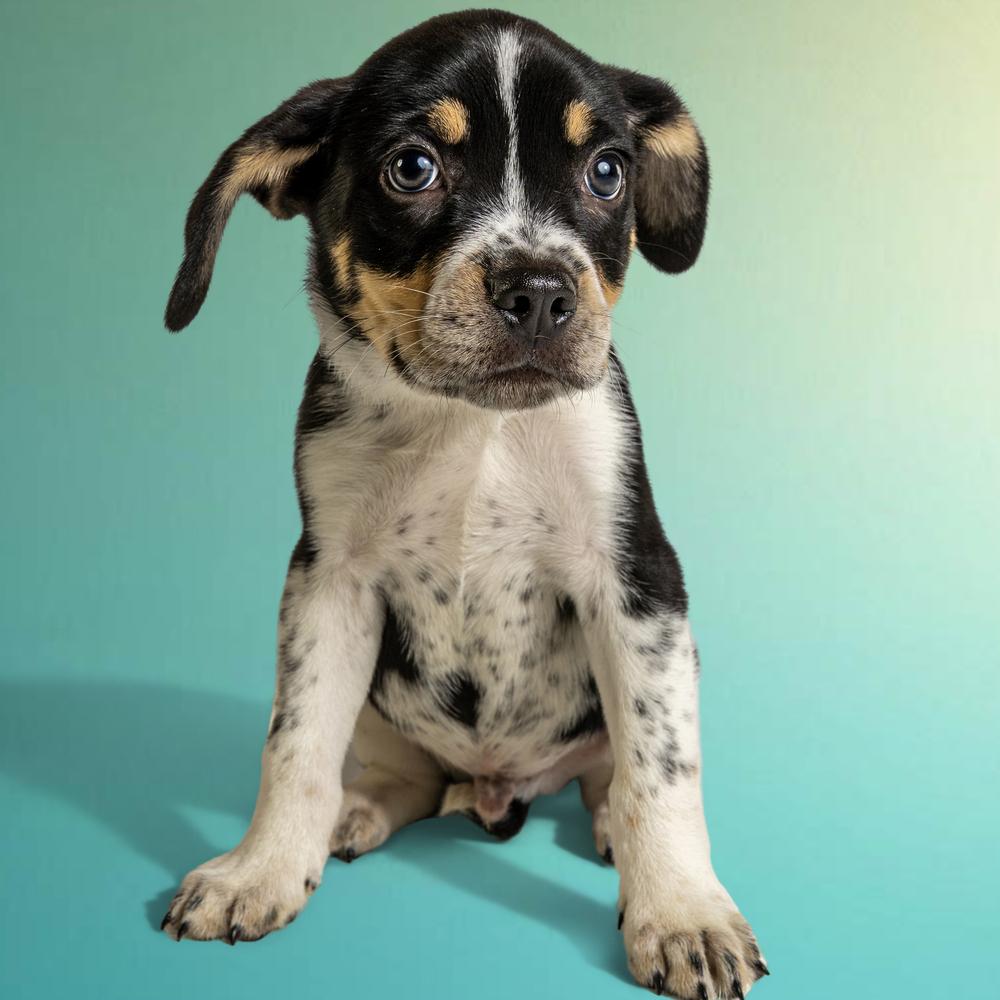 Wyatt - 26082, a Adoptable mixed breed in Armonk, NY image 2/6