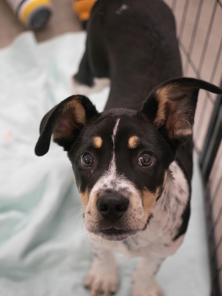 Wyatt - 26082, a Adoptable mixed breed in Armonk, NY image 1/6