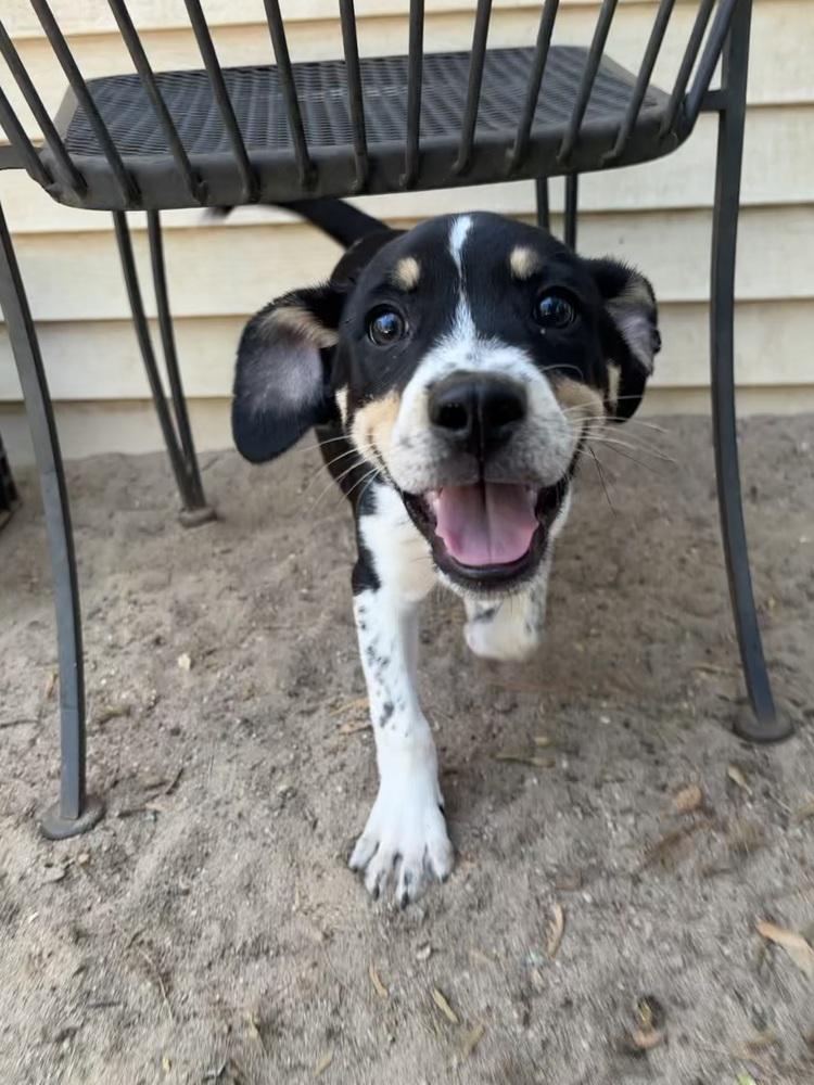 Wyatt - 26082, a Adoptable mixed breed in Armonk, NY image 3/6