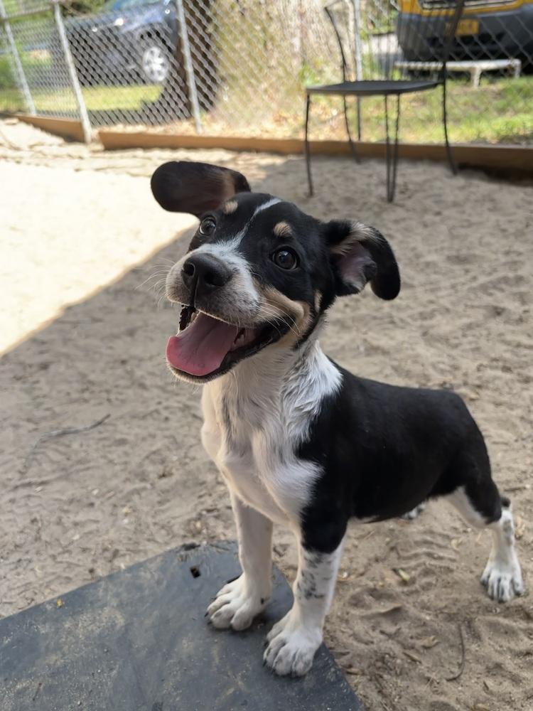 Wyatt - 26082, a Adoptable mixed breed in Armonk, NY image 4/6