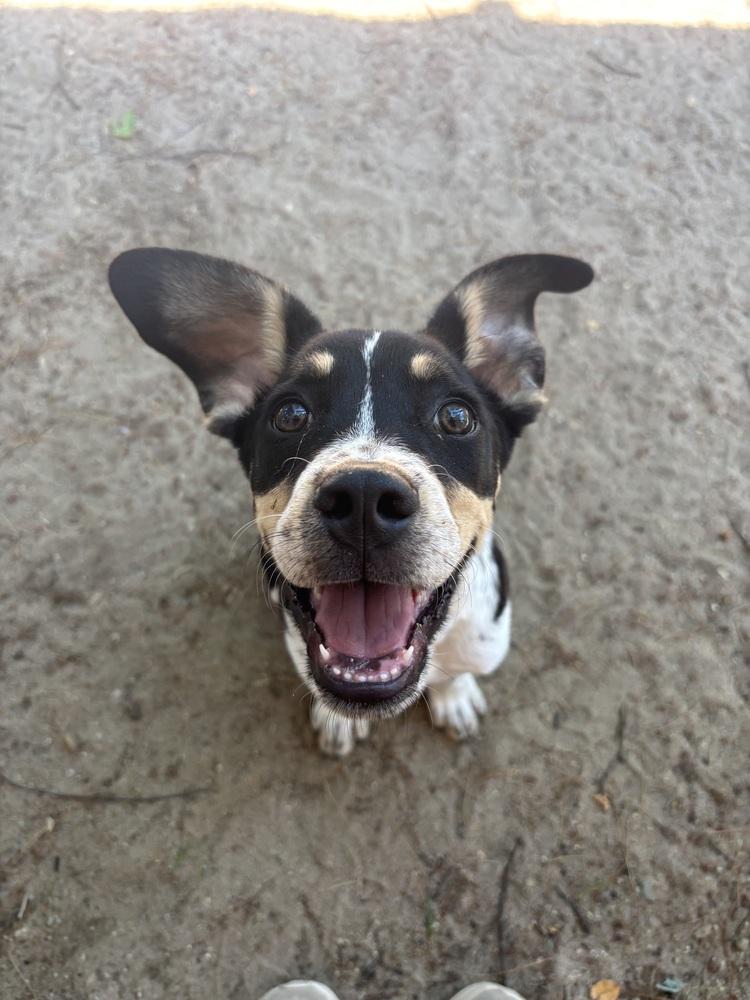 Wyatt - 26082, a Adoptable mixed breed in Armonk, NY image 3/6