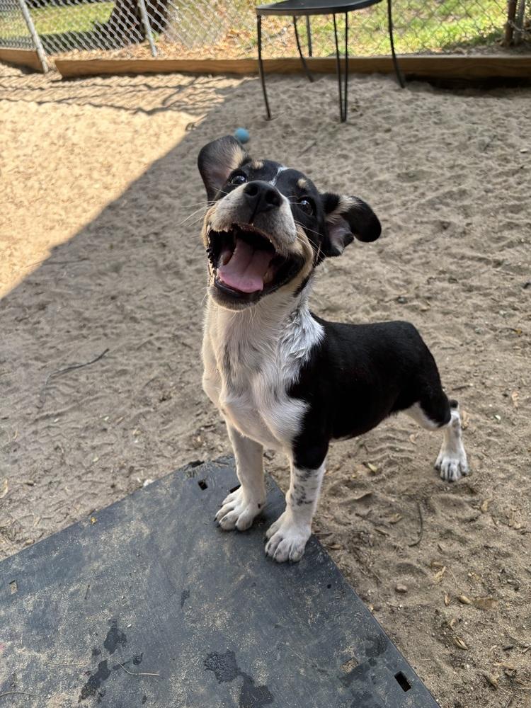 Wyatt - 26082, a Adoptable mixed breed in Armonk, NY image 5/6