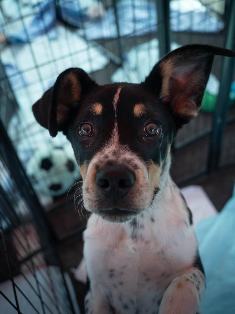 Wyatt - 26082, a Adoptable mixed breed in Armonk, NY image 4/6