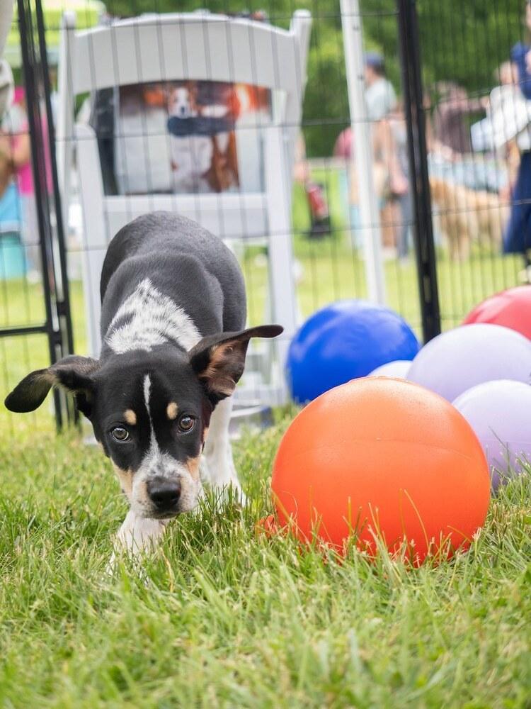 Wyatt - 26082, a Adoptable mixed breed in Armonk, NY image 6/6