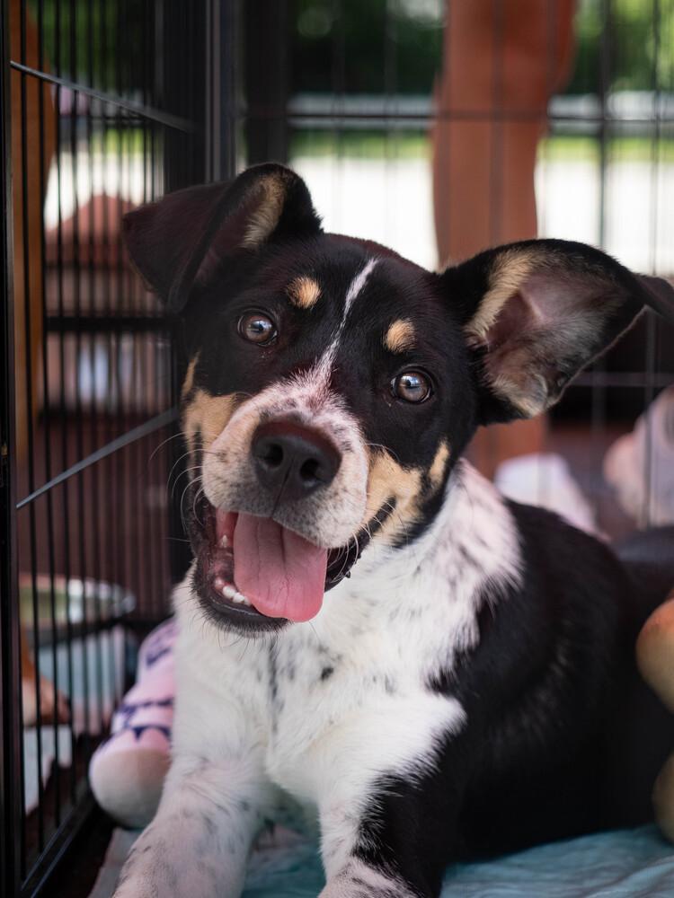 Wyatt - 26082, a Adoptable mixed breed in Armonk, NY image 6/6