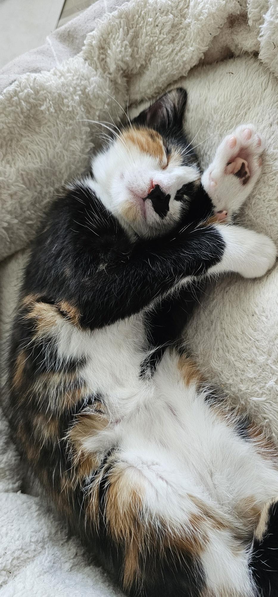 Nora, an adopted Domestic Short Hair in Sedalia, MO image 2/2
