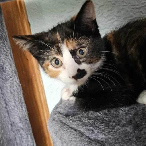Nora, an adopted Domestic Short Hair in Sedalia, MO image 1/2