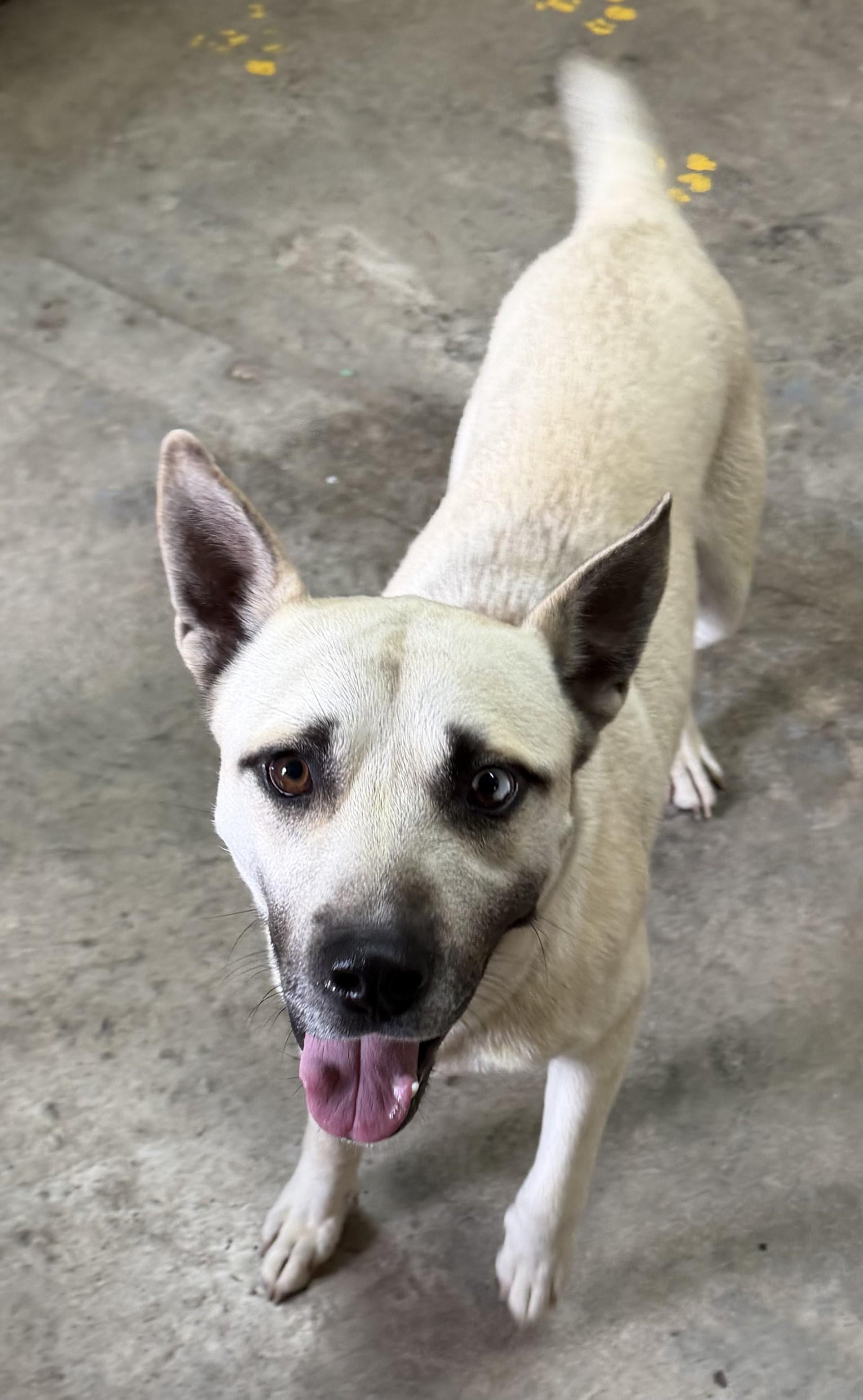 Enlarge Samson, a ADOPTABLE mixed breed in Grove, OK image 1/1