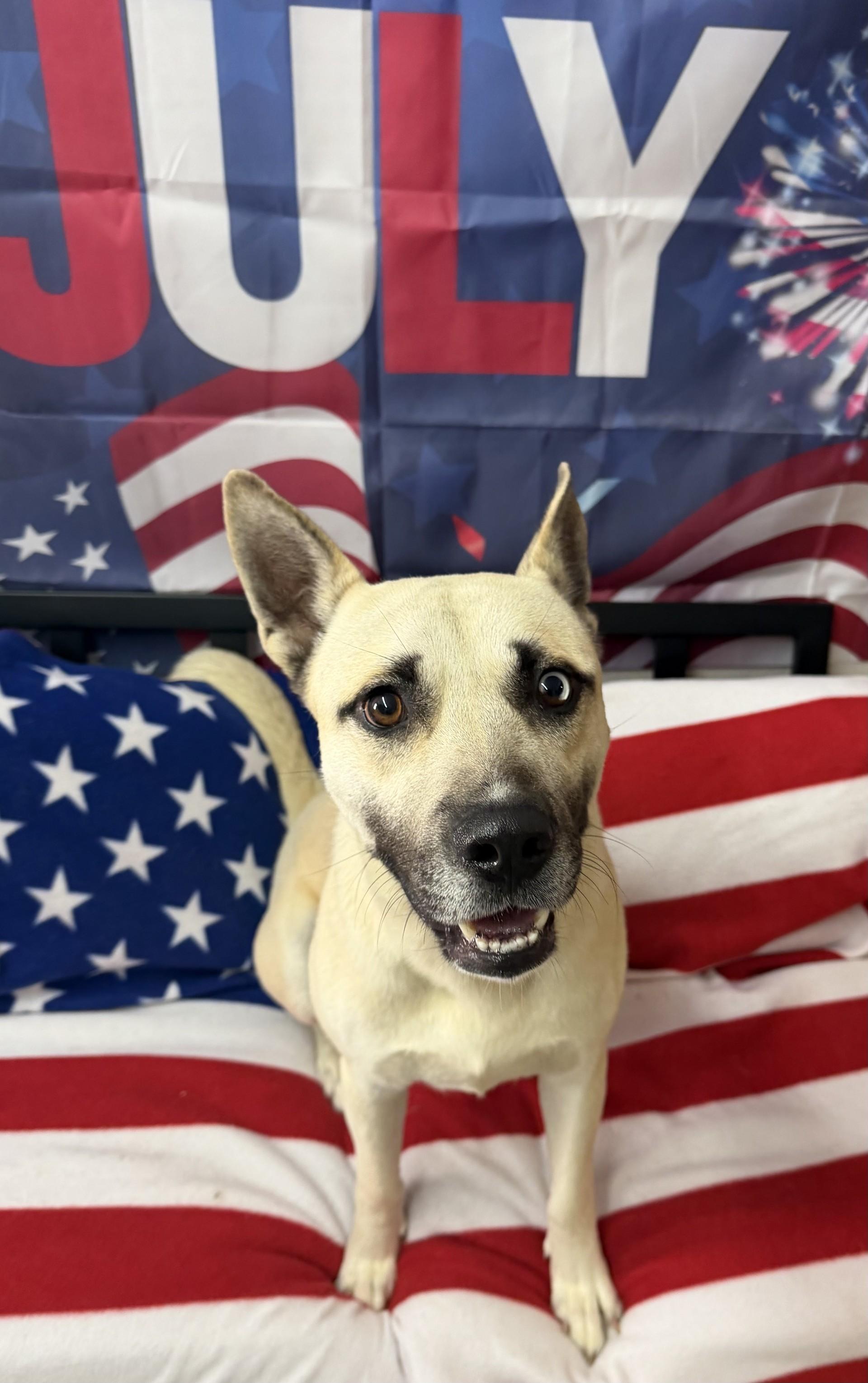 Samson, Adoptable, Adult Male Husky.