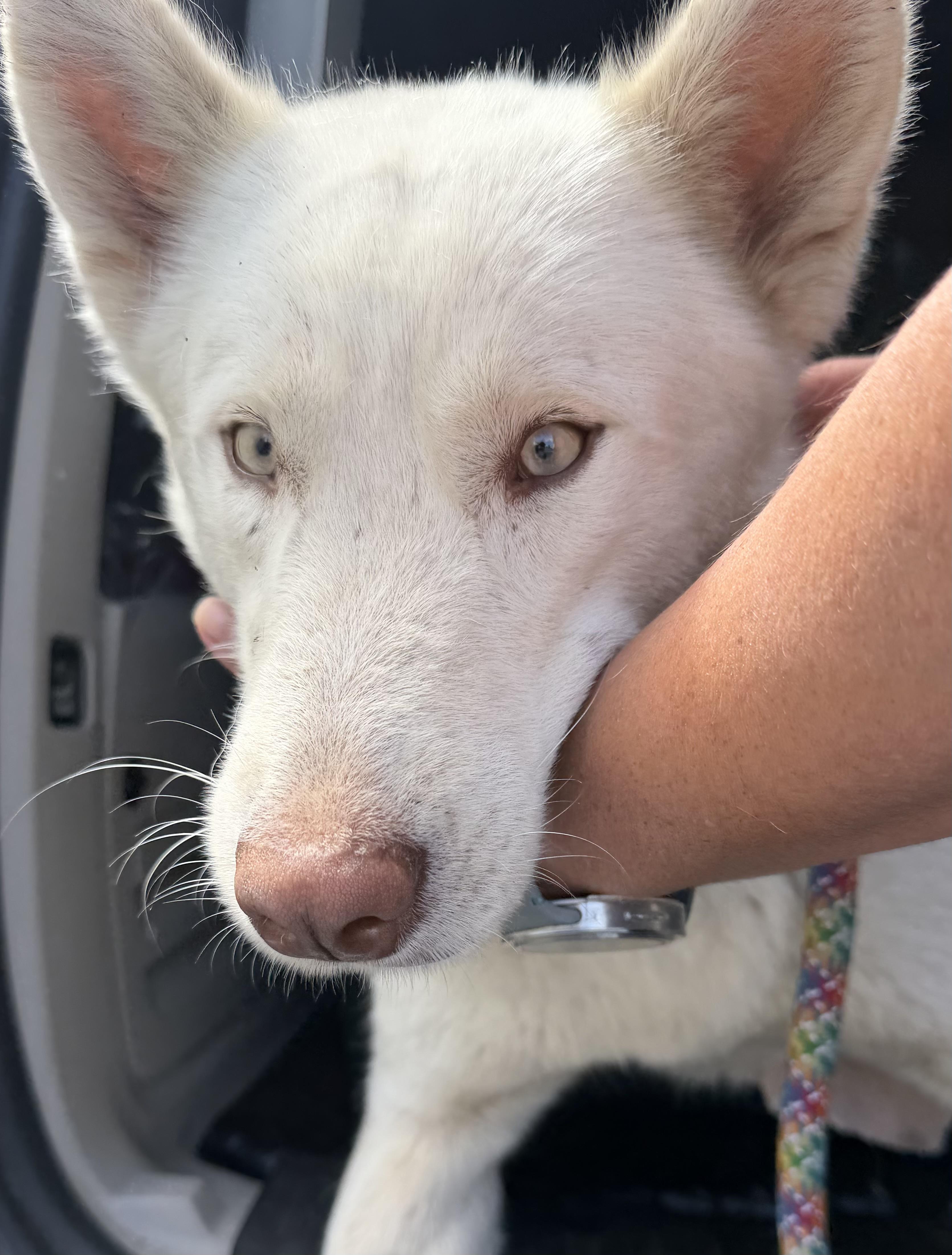 Belle, ADOPTABLE, Puppy Female Canaan Dog & Siberian Husky.