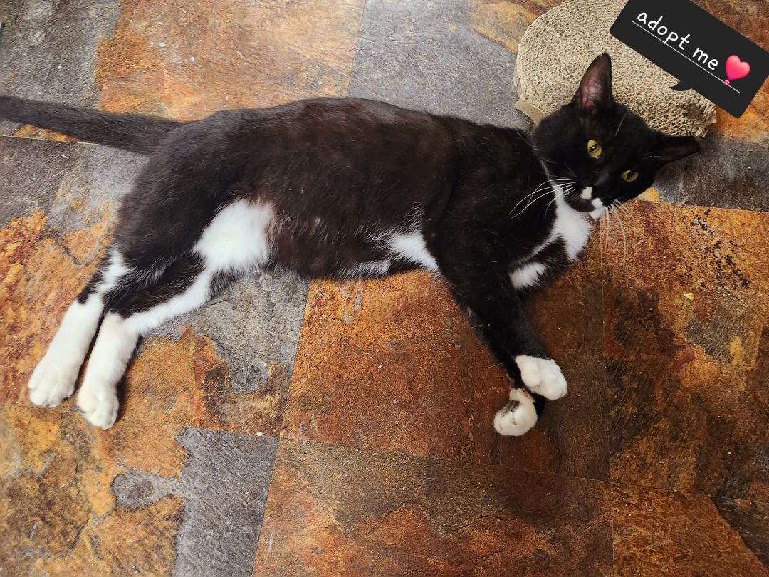 Pedro, Adopted, Young Male Tuxedo.