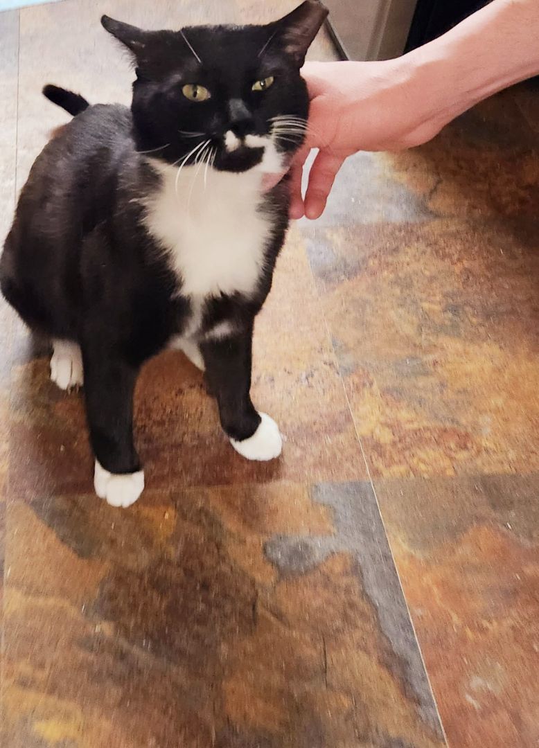 Enlarge Pedro, a Adopted Tuxedo in North Bergen, NJ image 2/5