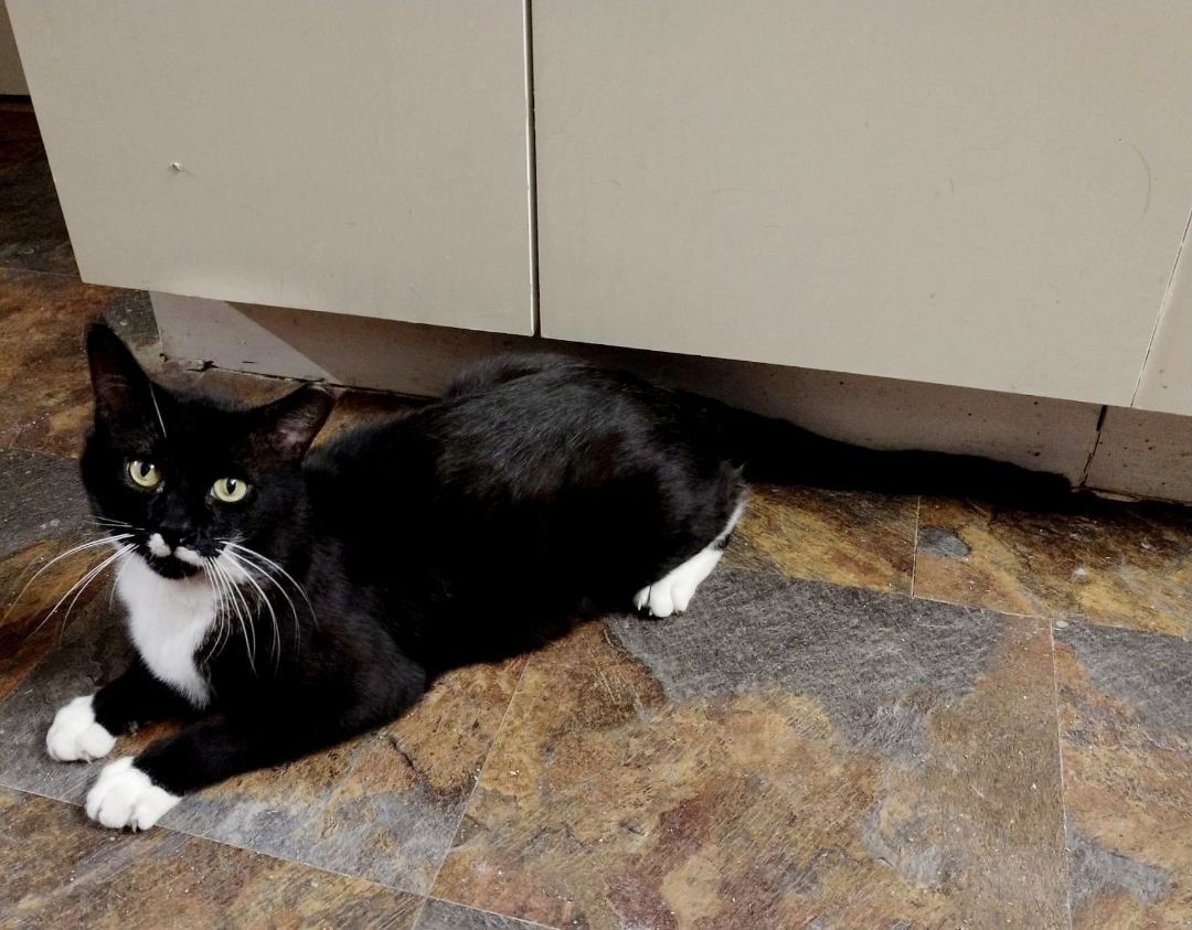 Enlarge Pedro, a Adopted Tuxedo in North Bergen, NJ image 3/5
