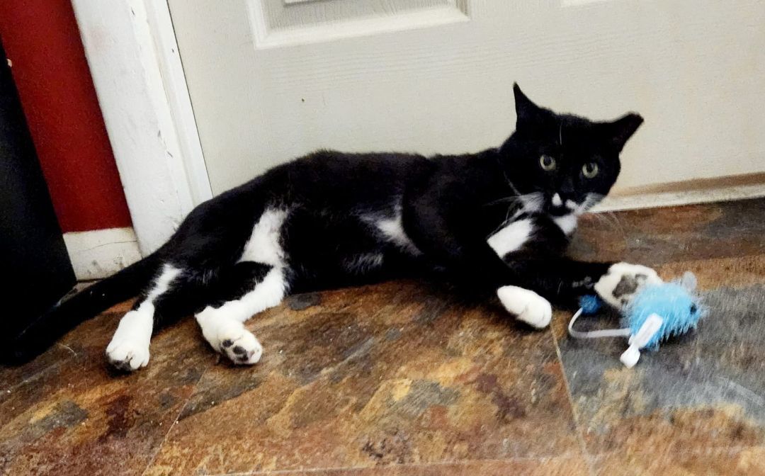 Enlarge Pedro, a Adopted Tuxedo in North Bergen, NJ image 4/5