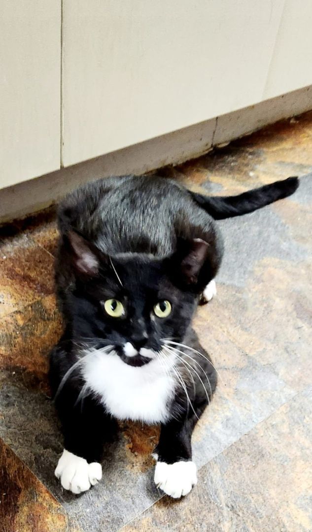 Enlarge Pedro, a Adopted Tuxedo in North Bergen, NJ image 5/5