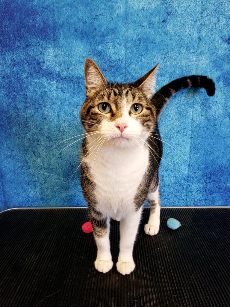 Patches, a Adopted mixed breed in Belton, TX image 1/5