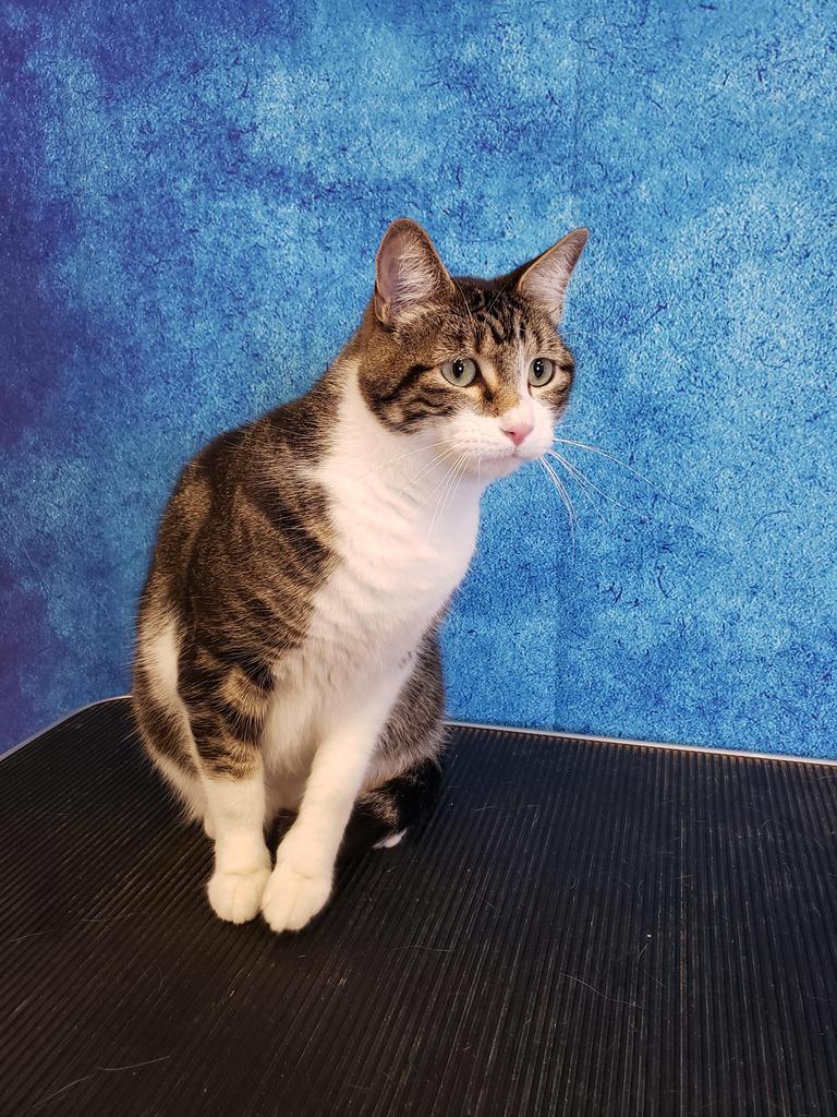 Patches, a Adopted mixed breed in Belton, TX image 2/5