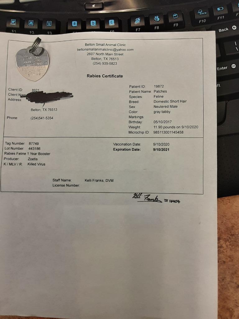 Patches, a Adopted mixed breed in Belton, TX image 3/5