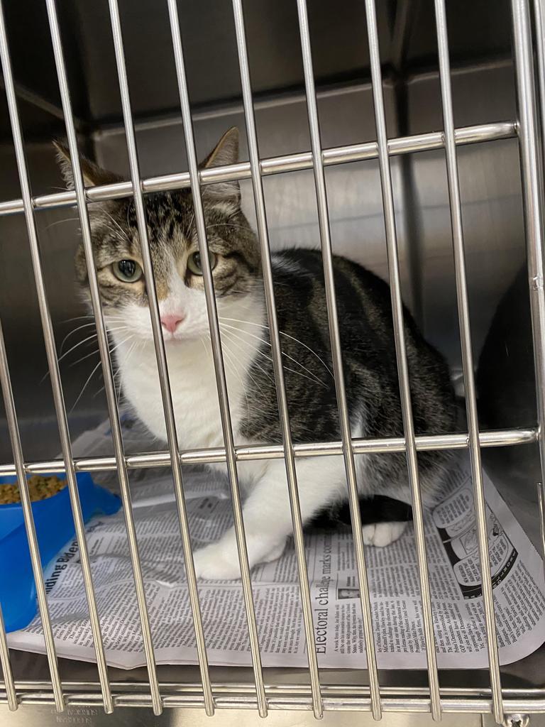 Patches, a Adopted mixed breed in Belton, TX image 4/5