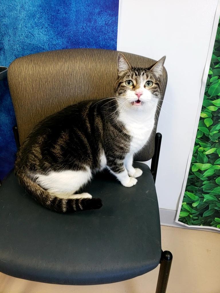 Patches, a Adopted mixed breed in Belton, TX image 5/5