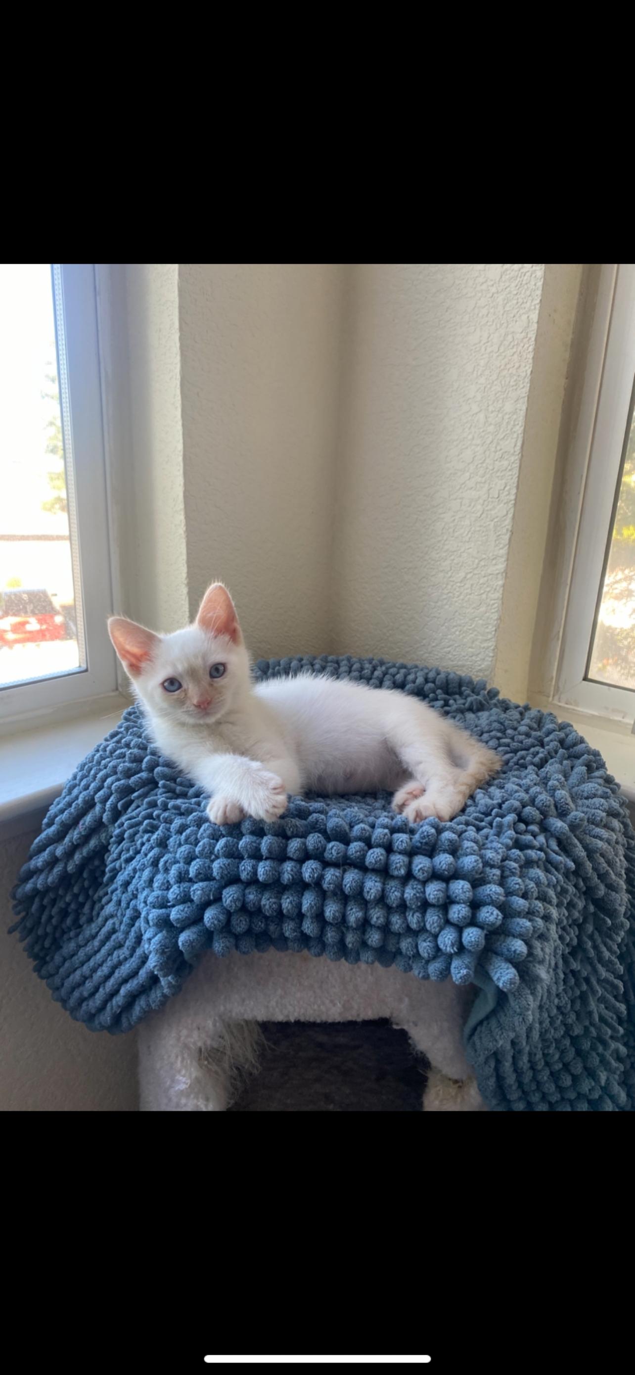 Ghost, Adoptable, Kitten Male Domestic Short Hair.