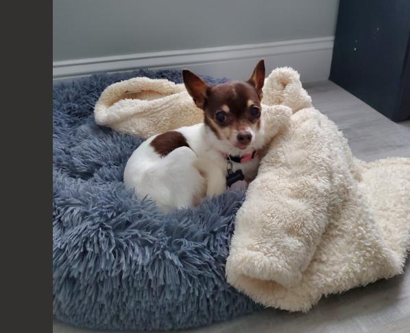 Deya in Maine, adopted, Senior Female Chihuahua.